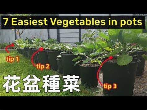 陽台種菜箱|陽台種菜DIY全攻略 (下篇)：種菜容器隨手可得，陽台種菜diy一年。